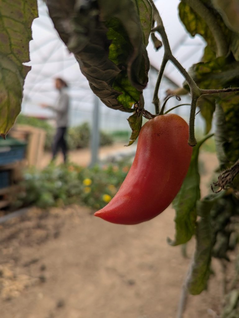 Le Potager Divin — Photo 2