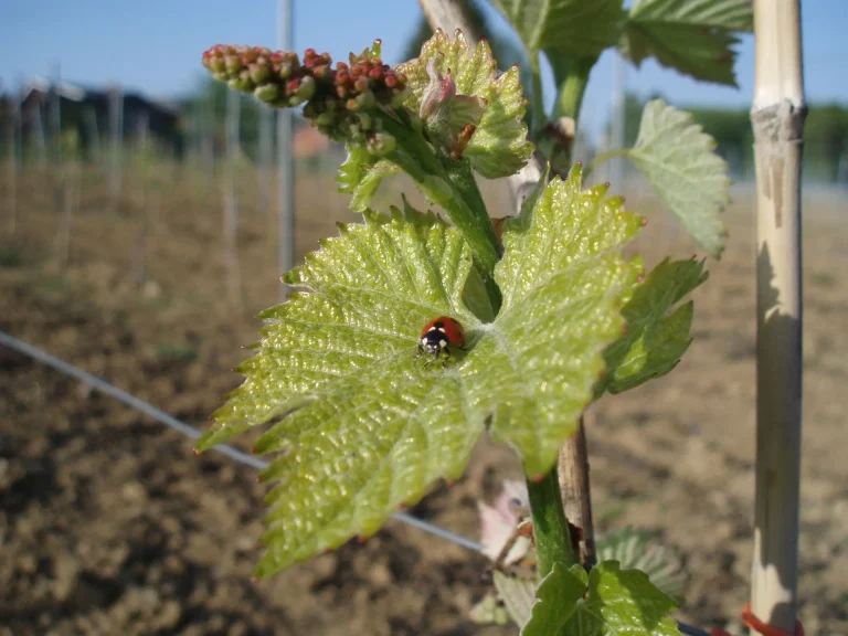 Château de Bioul — Photo 4