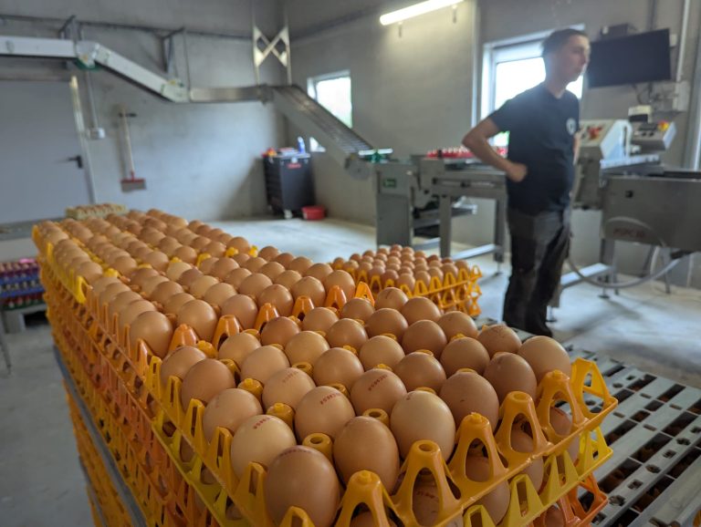 Les Oeufs du verger — Photo 1