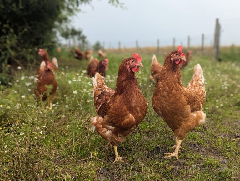 Les Oeufs du verger — Photo 5