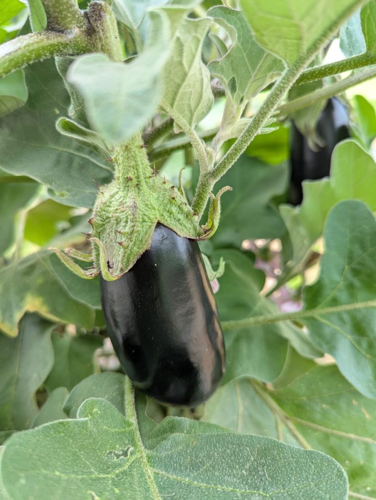 Les Jardins du Frech-Try — Photo 4