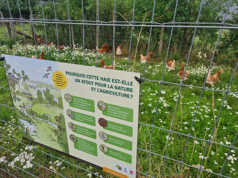 Les Oeufs du verger — Photo 6