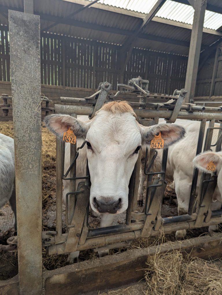 Vachement Ferme — Photo 1