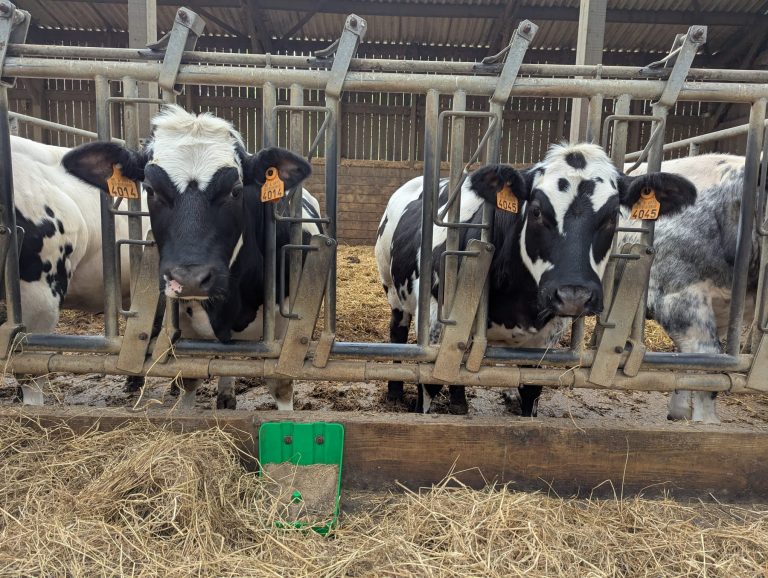 Vachement Ferme — Photo 5