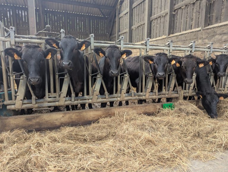 Vachement Ferme — Photo 6