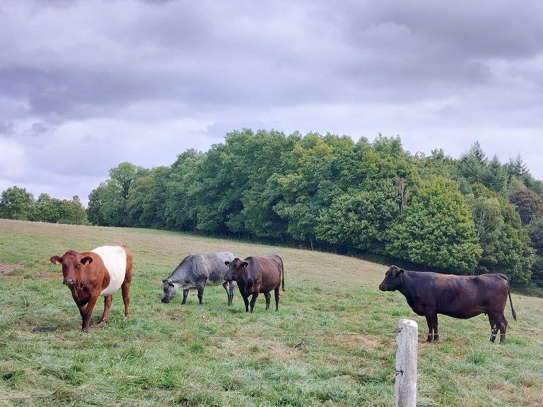 Vachement Ferme — Photo 7