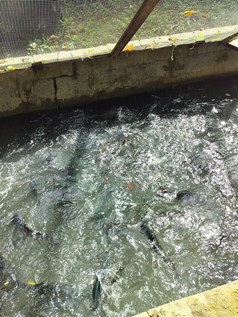 La Pisciculture Le Chêneau — Photo 5