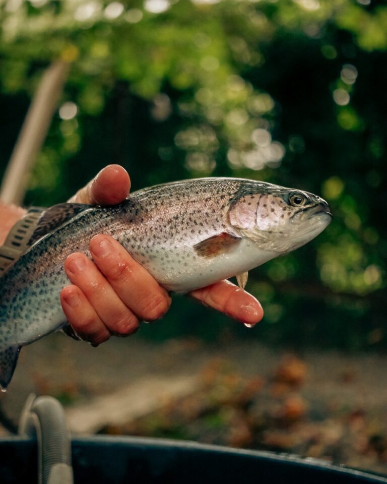 La Pisciculture Le Chêneau — Photo 8