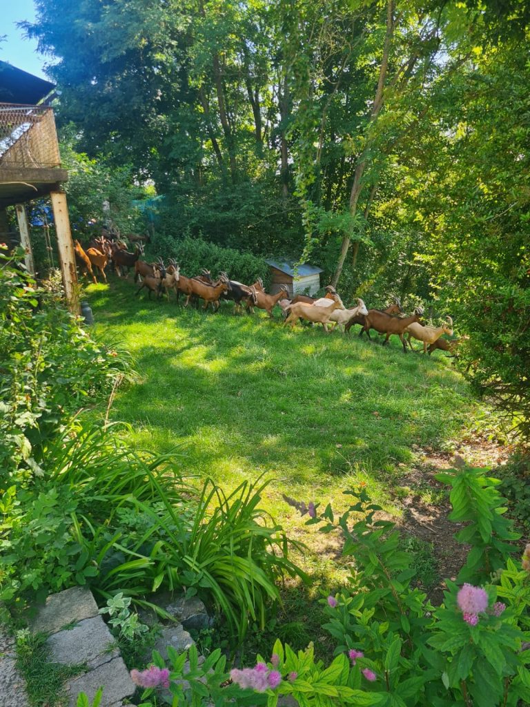 La Chèvrerie d’Havenne — Photo 4