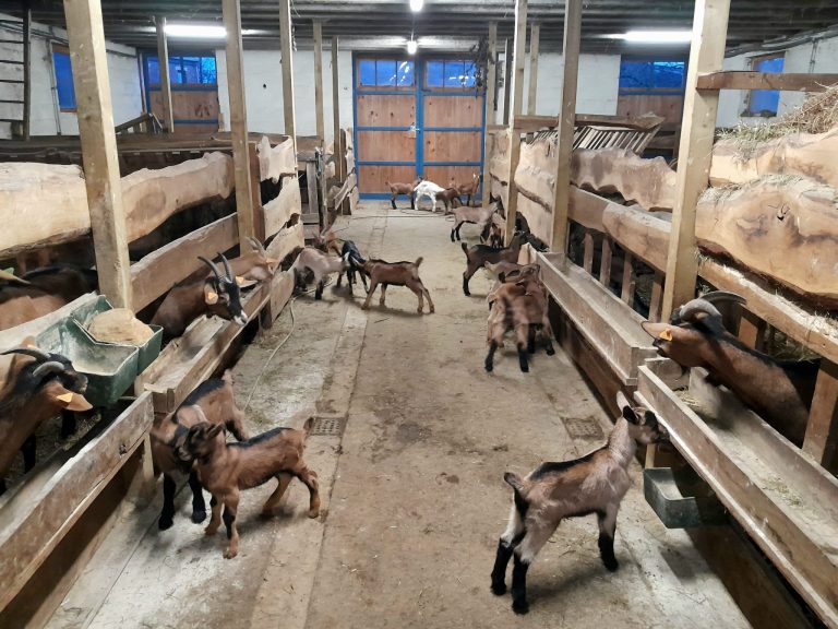 La Chèvrerie d’Havenne — Photo 6