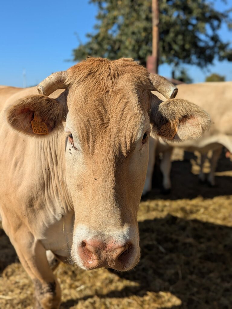 La Ferme du Grand Cortil — Photo 3