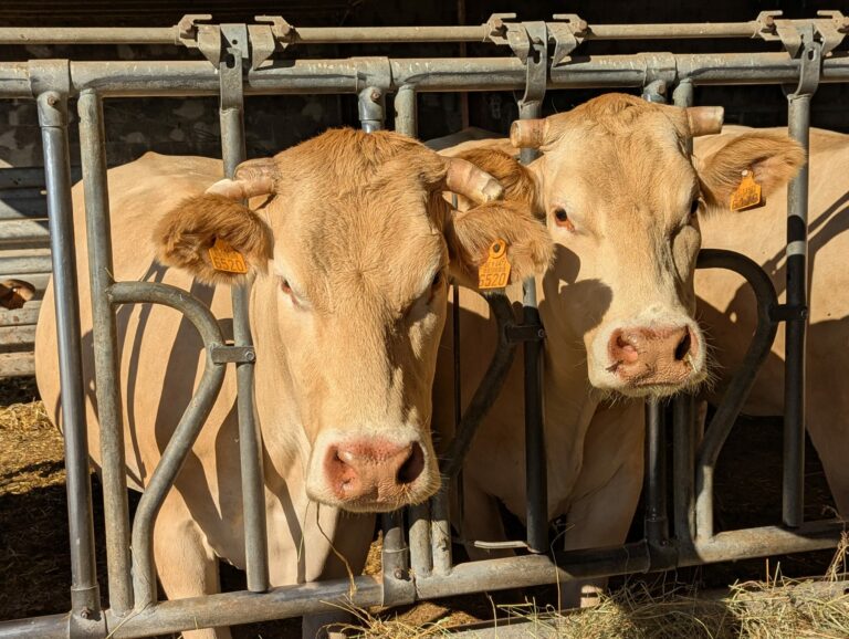 La Ferme du Grand Cortil — Photo 2