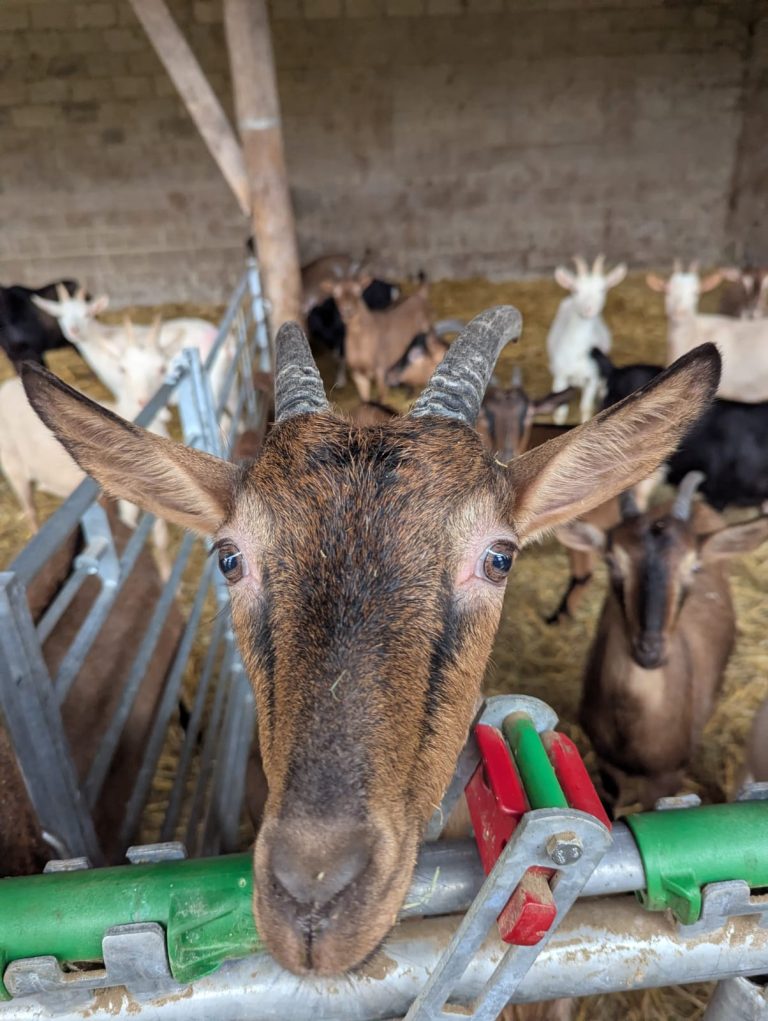 Les Demoiselles de Famenne — Photo 5