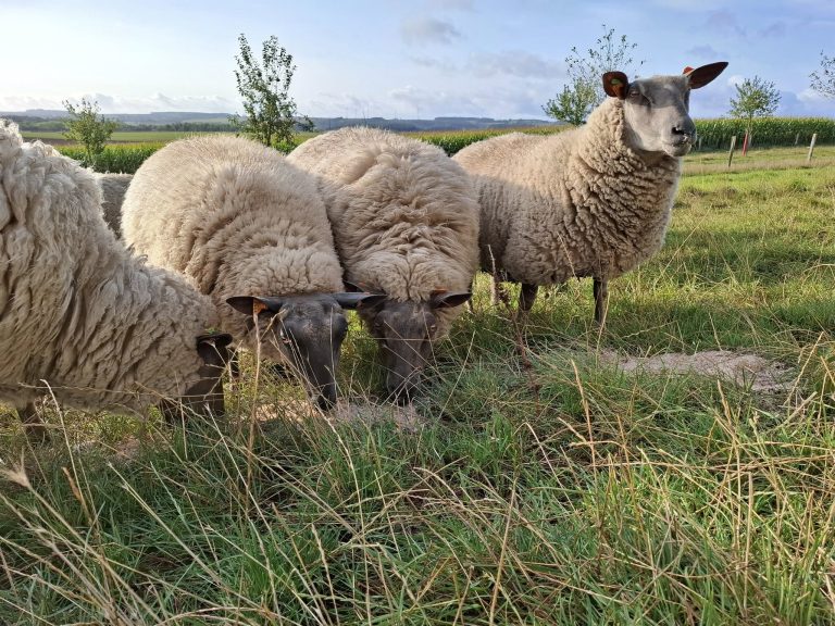 La Ferme de Frumont — Photo 3