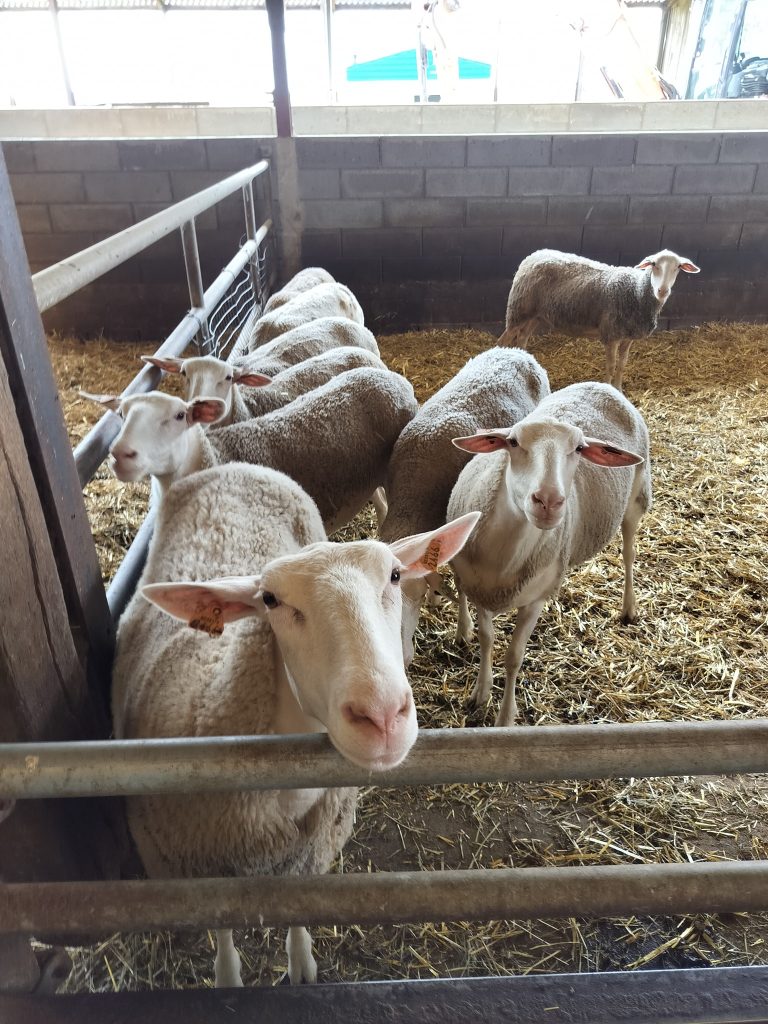 Les Fromages de Julie et autres délices — Photo 4