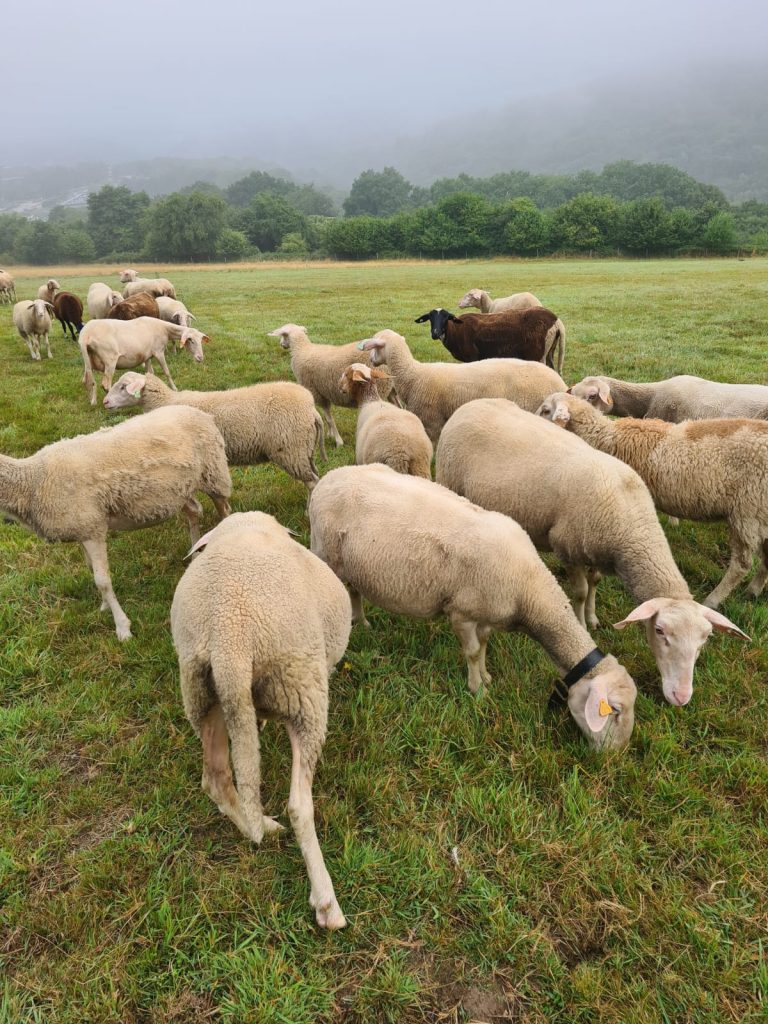 La Bergerie d’Emilie — Photo 1