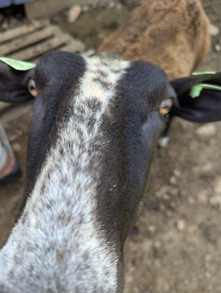 La Bergerie d’Emilie — Photo 3