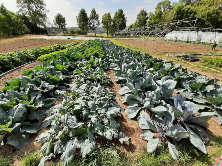 Amarantes.bio — Photo 1