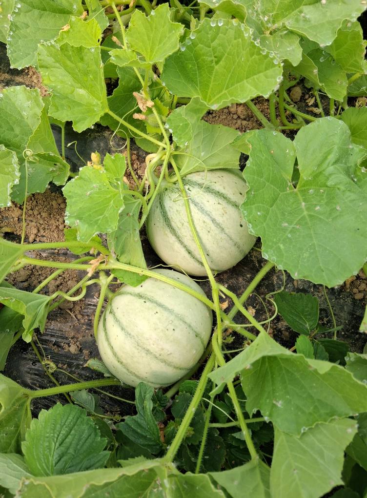 Les Jardins de Mimie — Photo 1