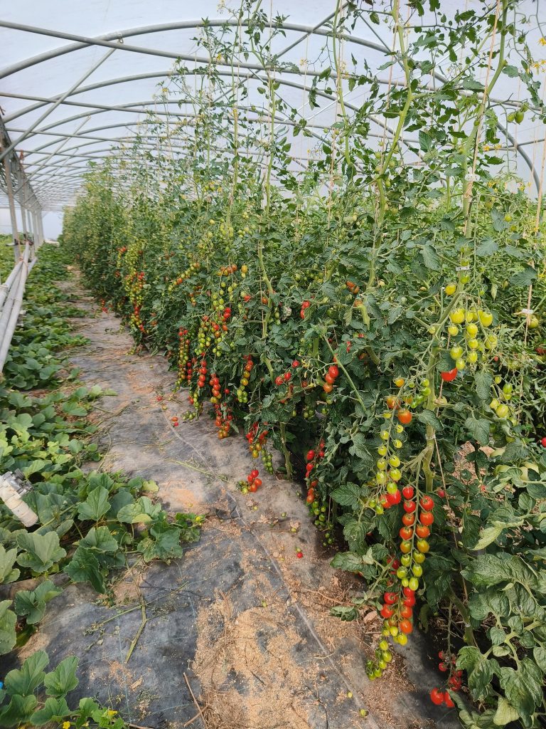 Le Jardin de Sylvain — Photo 2