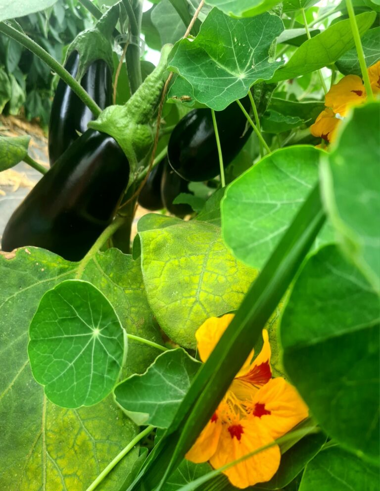 Amarantes.bio — Photo 2