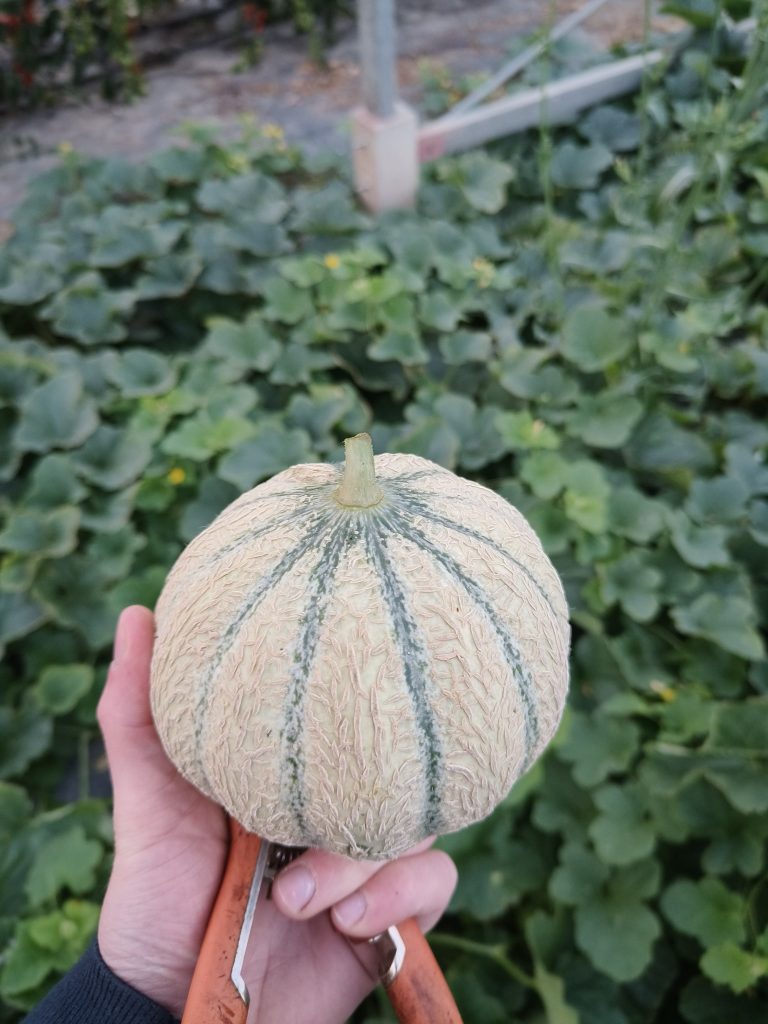 Le Jardin de Sylvain — Photo 3