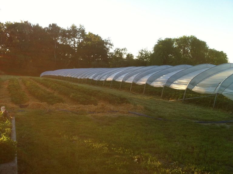 Les Fraises de Falaën — Photo 2