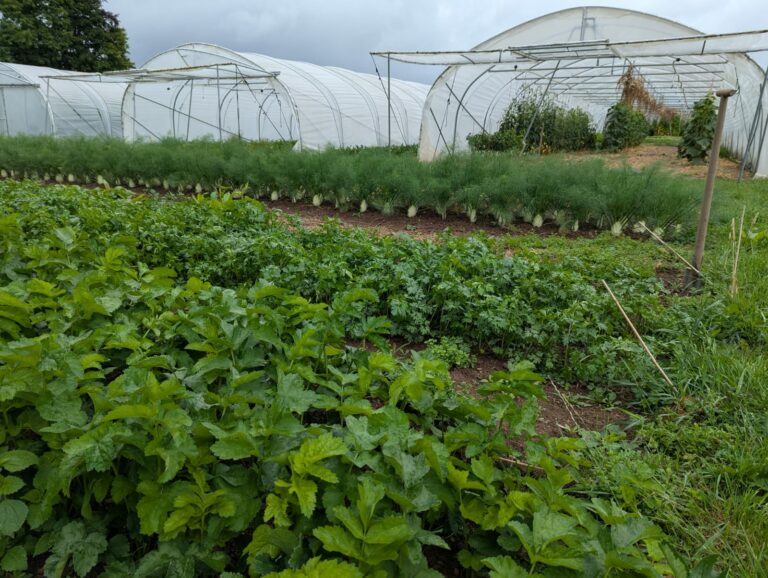 Amarantes.bio — Photo 3