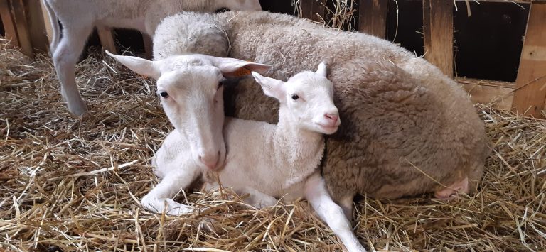 La Bergerie de Kumaye — Photo 4