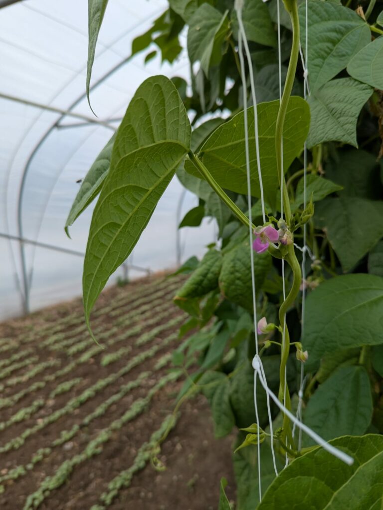 Amarantes.bio — Photo 4