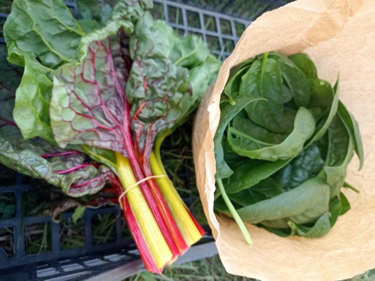 Les Jardins de Saint-Roch — Photo 4