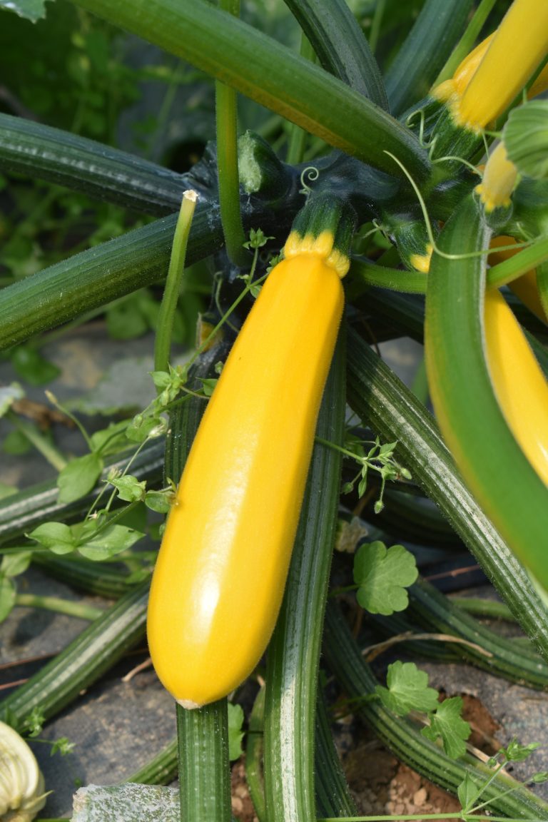 Le Jardin de Sylvain — Photo 5