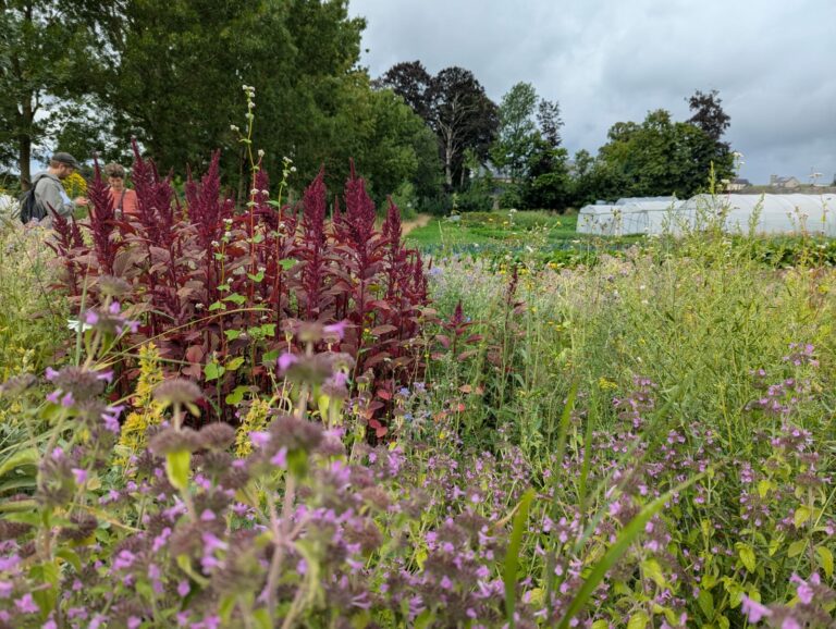 Amarantes.bio — Photo 5