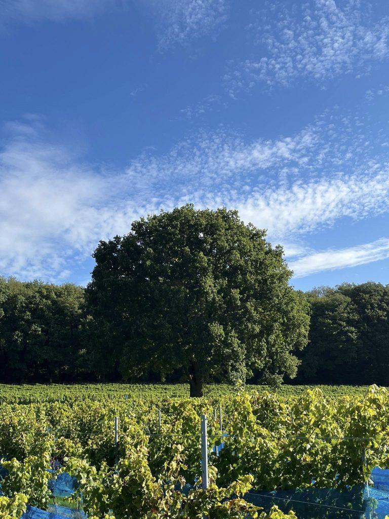 Château d’Annevoie — Photo 5