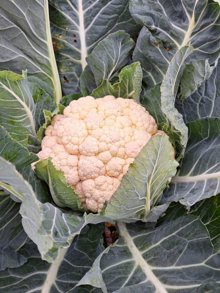 Les Jardins de Mimie — Photo 6