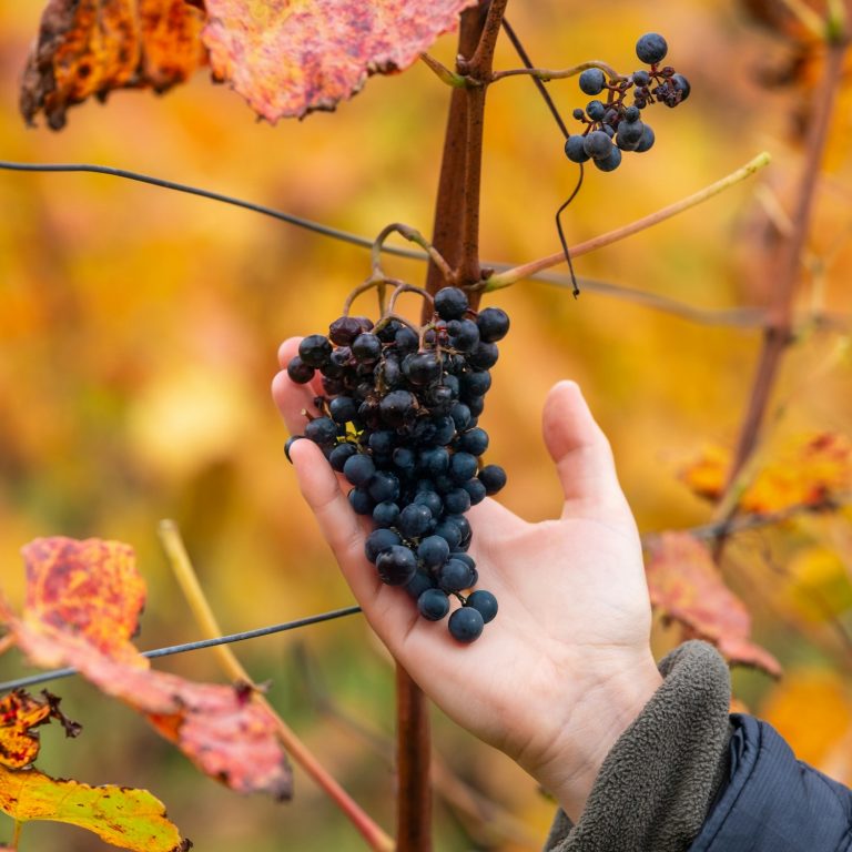 Château Bon Baron — Photo 5