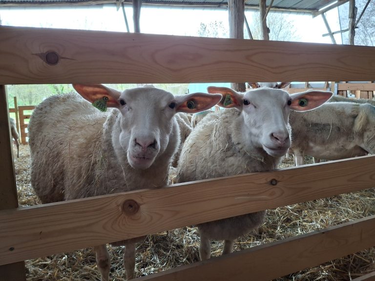 La Bergerie de Kumaye — Photo 5