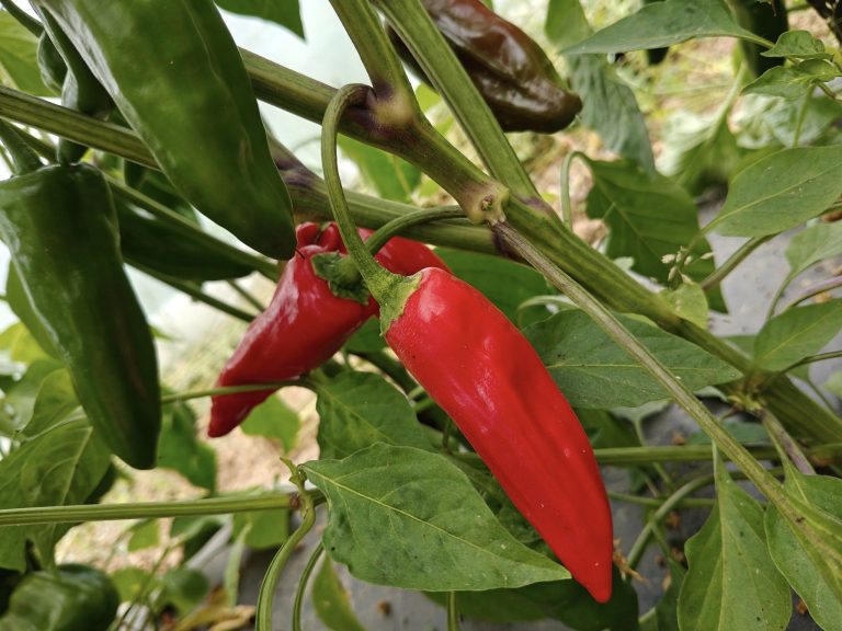 Les Légumes du Grand Feu — Photo 5