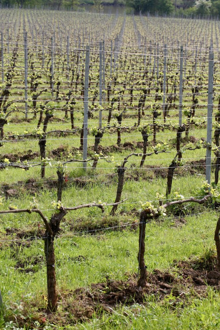 Château Bon Baron — Photo 6