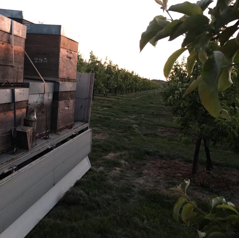 Beetasty — Photo 6