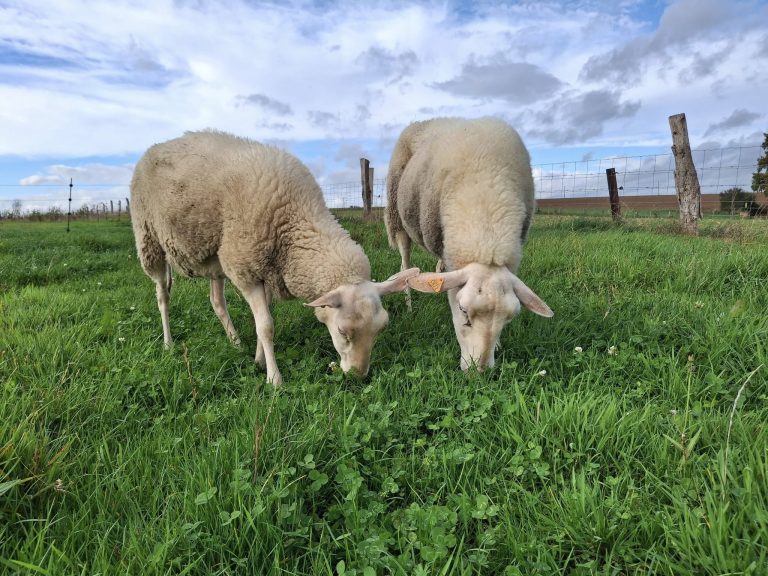 La Bergerie de Kumaye — Photo 6