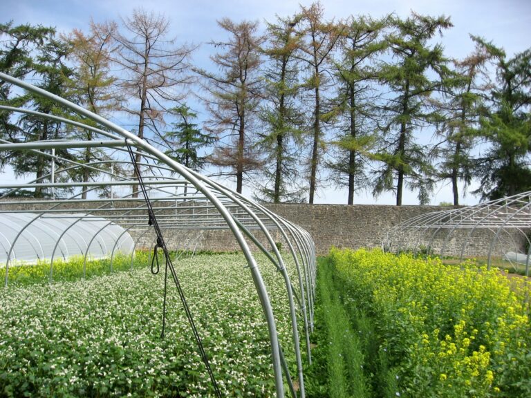 Amarantes.bio — Photo 6