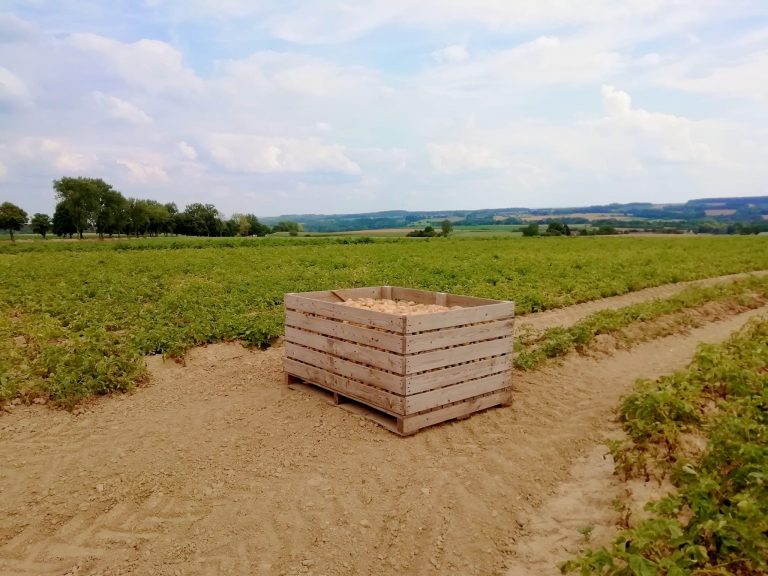 Les pommes de terre de Gérin — Photo 2